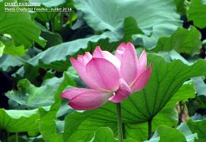 Charlotte- Hangzhou 004